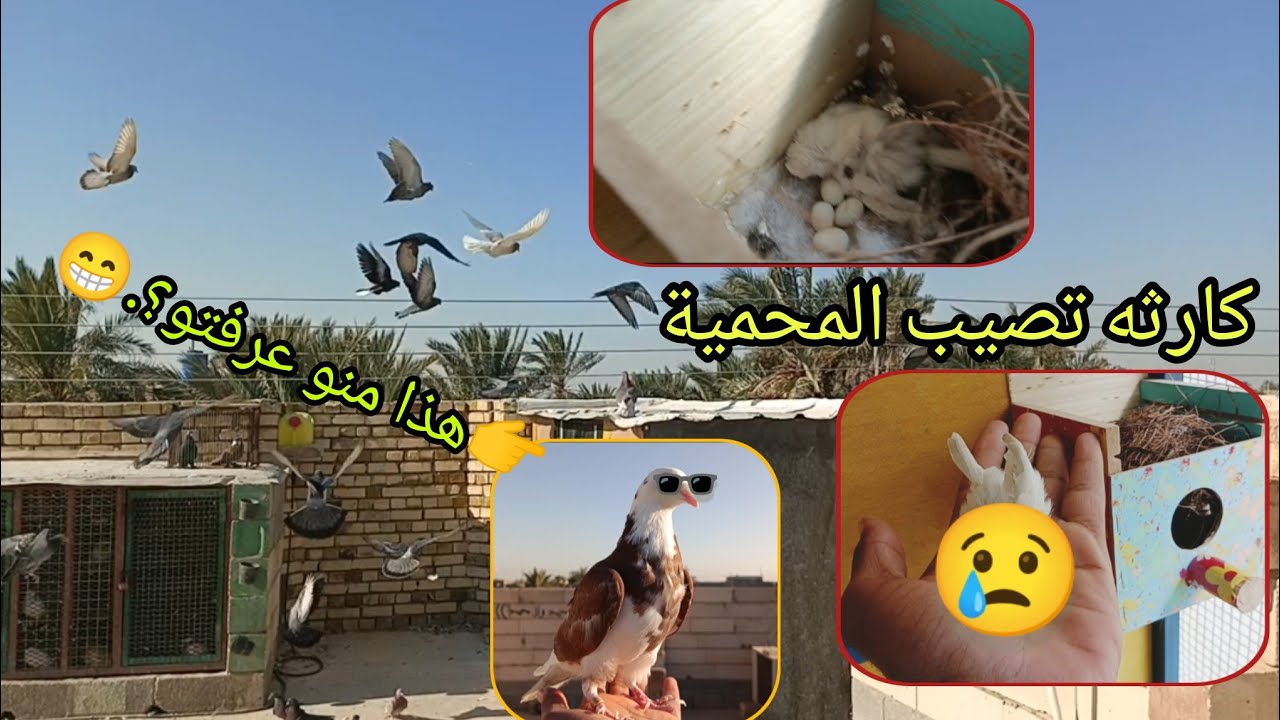 كارثه تصيب المحمية😢وطبكنه التور بل خنات😍٢١ يناير ٢٠٢٦