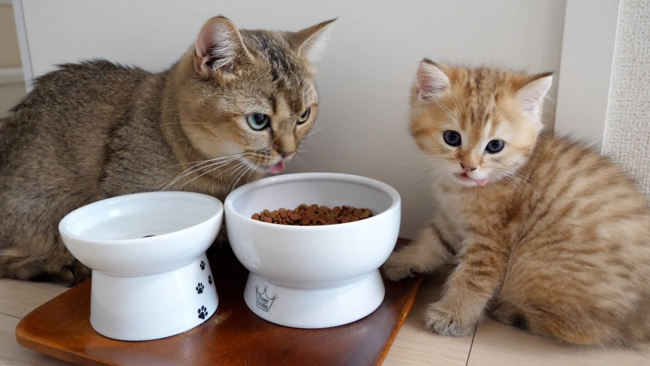 As the parent and kitten were feeding, the grandfather cat Coco appeared and...