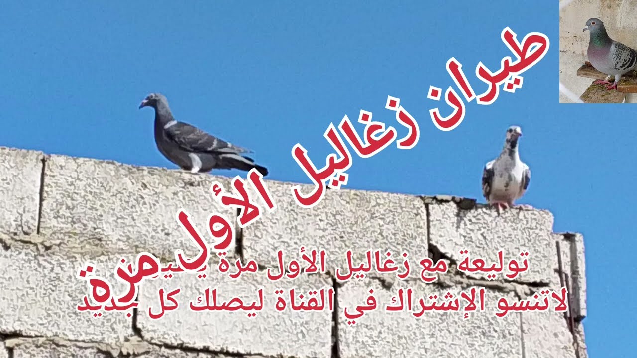 طيران زغاليل الأول مرة لاتنسو الإشتراك في القناة ليصلك كل جديد حمام زاجل وسيفينوس 