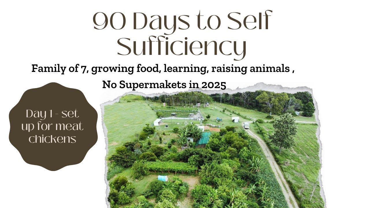Raising meat chickens in Australia - self sufficiency permaculture homestead