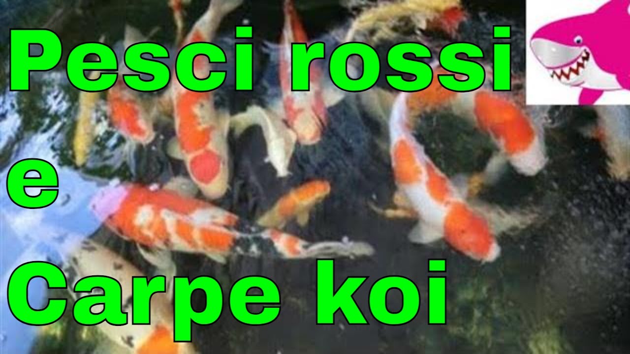 Pesci rossi e carpe koi... Compatibilità di specie? by Tropicalmania