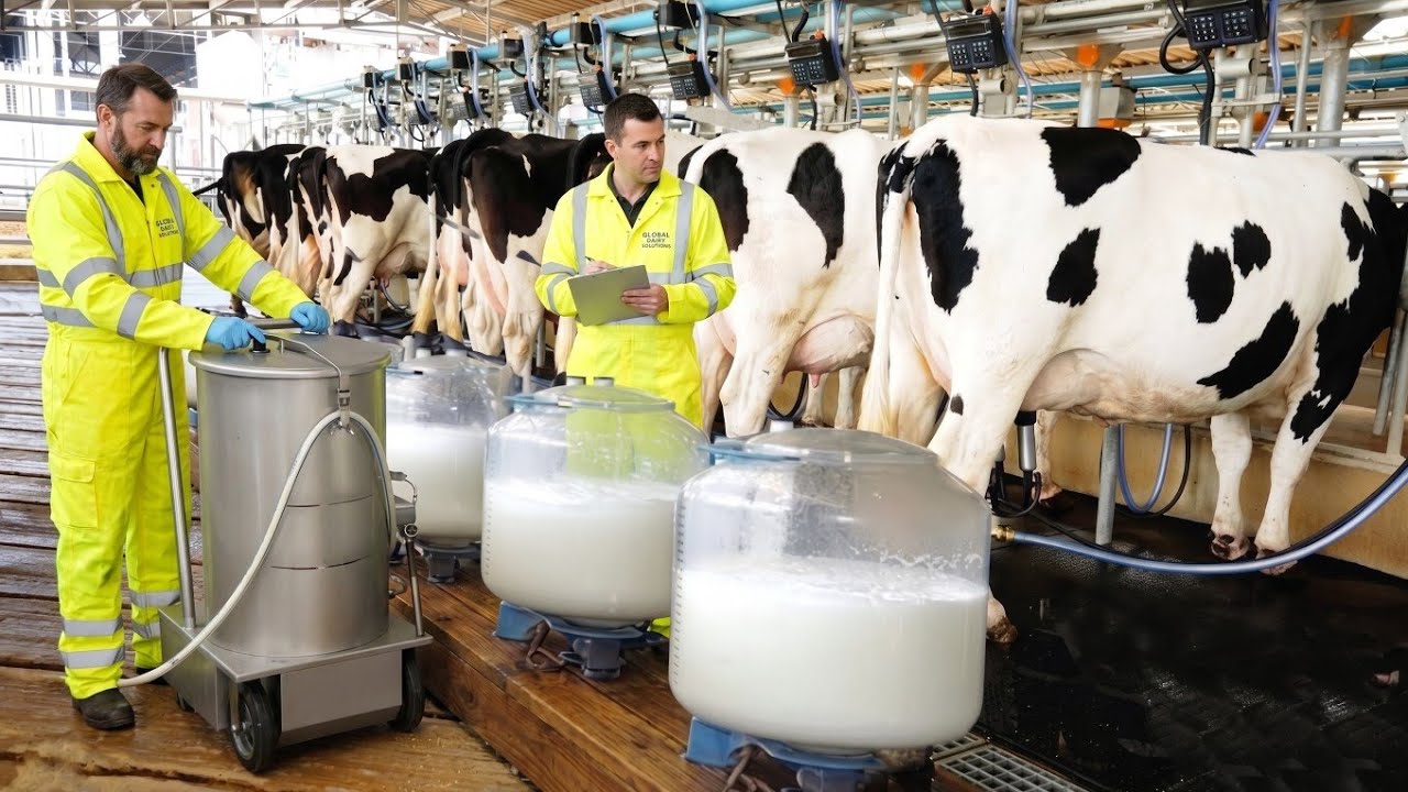 Inside a Modern Cow Dairy Farm &mdash; How Raw Milk is Purified and Packaged (Full Process)