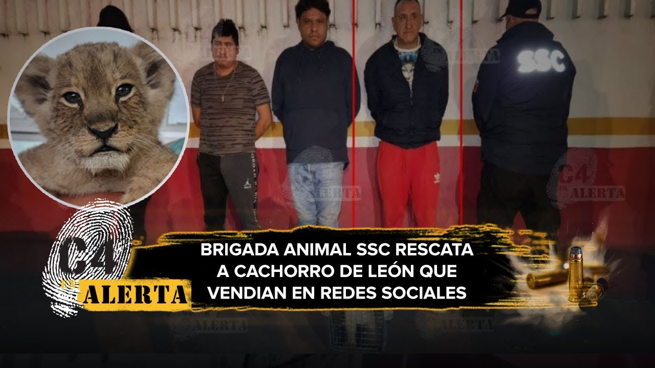 Cachorro de león era vendido por 100 mil pesos en redes; policía detiene a los responsables