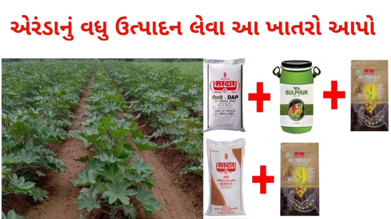 એરંડાનુ વધુ ઉત્પાદન લેવા ખાતર વ્યવસ્થાપન