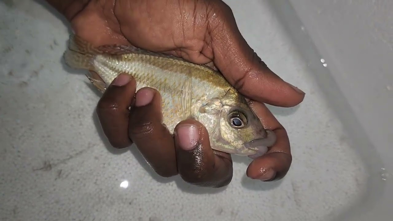 The mouth of these fish will surprise you forever 🤓