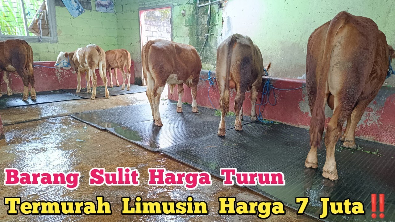 Review Harga Sapi Terbaru Barang Sulit Harga Turun Termurah Limusin Harga 7 Juta ‼️ Wonokerto Bantur
