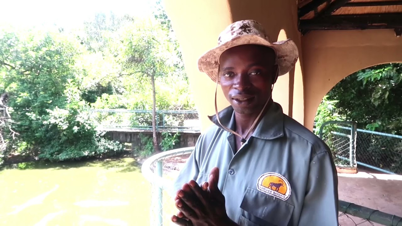 Simple but very DangerLuss meeting Mr Godzilla Livingstone Zambia croc farm🐊