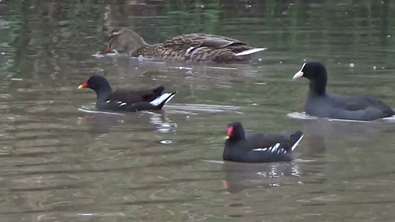 Moorhens In The Park #WaterLovelyBird #moorhen #moorhens #gallinulachloropus #commongallinule