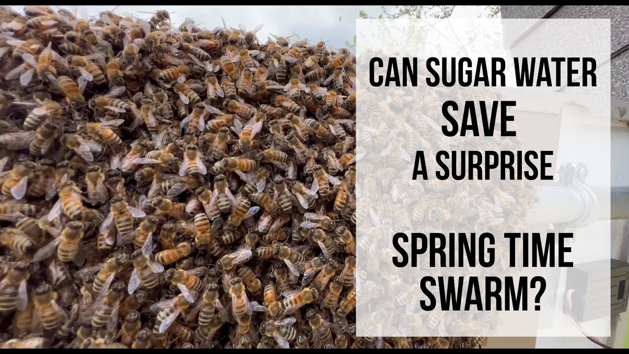 Can sugar water save a surprise Springtime Swarm? Early May and it's the third swarm of the season.