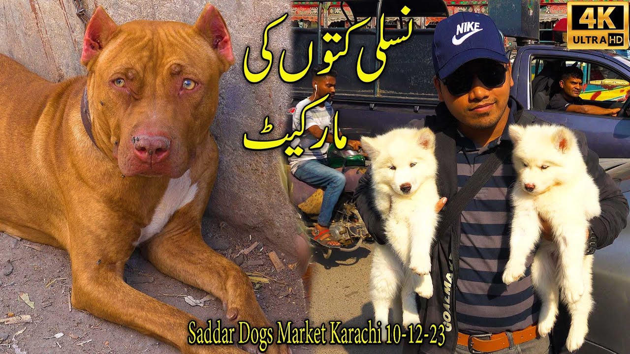 Saddar Dogs Market Karachi 10-12-2023 | German Shepherd Husky Pit bull Dogs |  جميع سلالات الكلاب