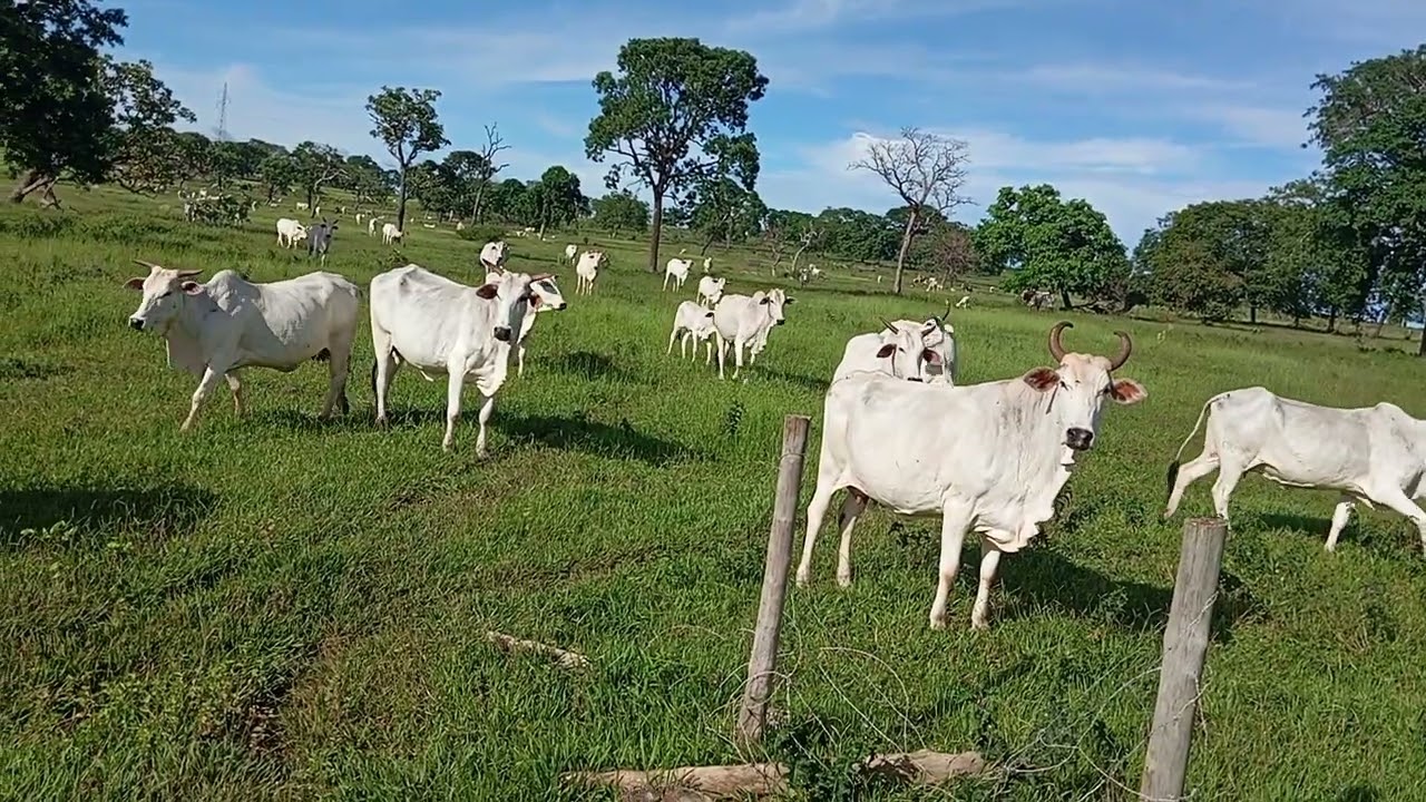 Mas um dia na lida 