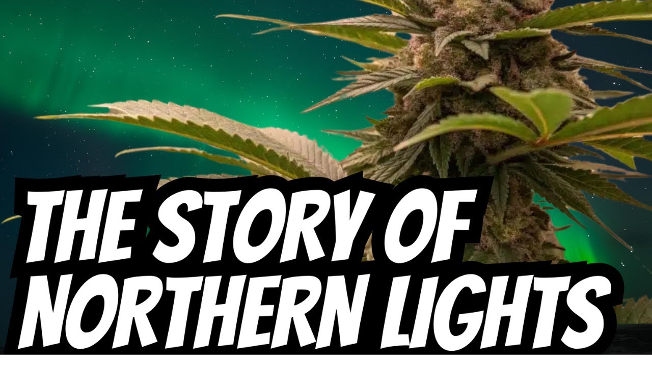 Potcast - Facts to Go - the Story of Northern Lights - Cannabis Cultivation