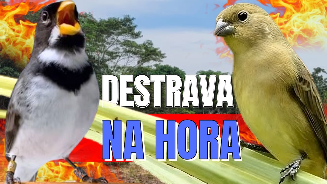 COLEIRO TUI TUI FIBRA E PIADO DE FÊMEA DE COLEIRO PARA ESQUENTAR COLEIRO E ESQUENTAR COLEIRO TUI TUI