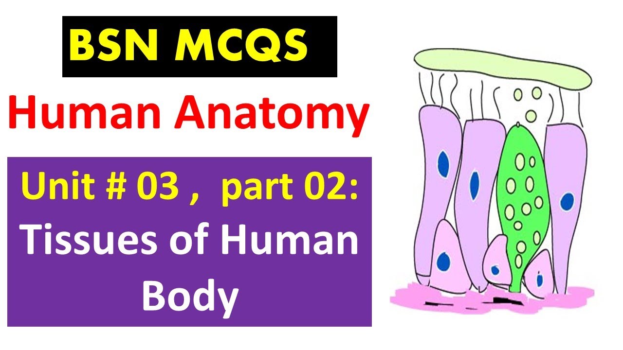 Human Anatomy MCQs | unit no 03 P-2 |  BSN Graduates