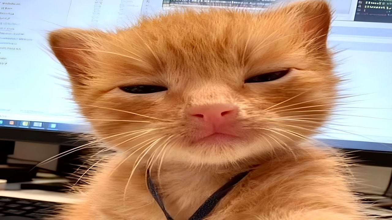 these cats went too far