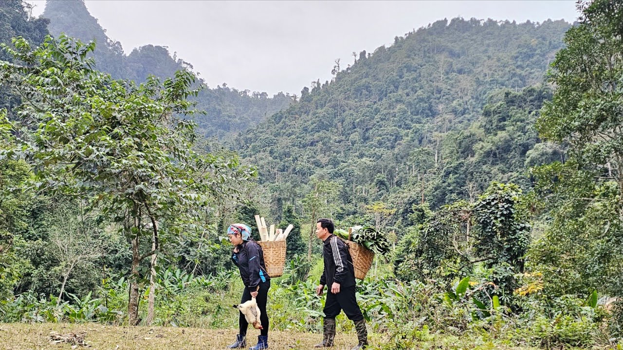 Gather wild vegetable from the mountains and forests,gift from nature that provides source of income