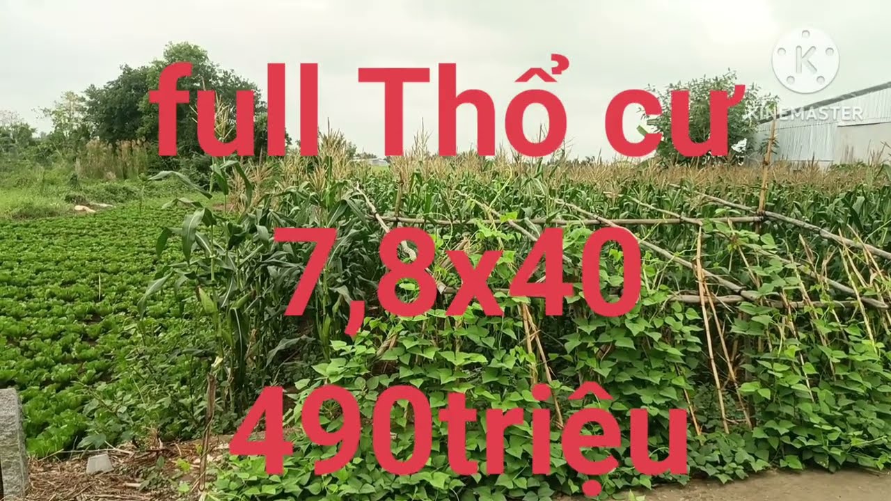 Đất nền kinh Huyện Chơn xã Thạnh Phú 