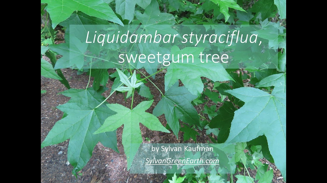 Liquidambar styraciflua, sweetgum