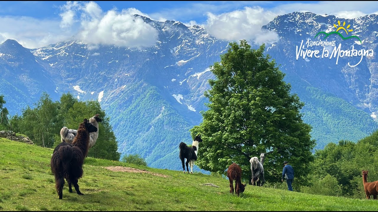 Monte Comino nelle Centovalli