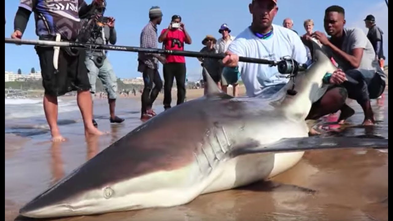 Scottburgh Sardine Action! | Fishing the Sardine Run | ASFN Rock & Surf