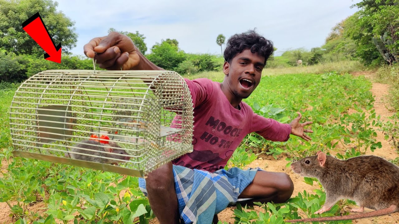 Amazing rat catching trap🐀 கடலை காட்டுல பொறி வச்சி எலி பிடிக்க போறே | Rat hunting by village