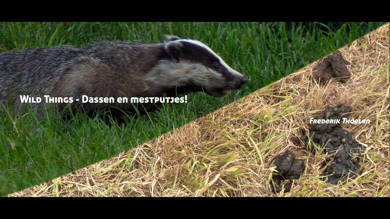 Wild Things - Dassen en mestputjes!