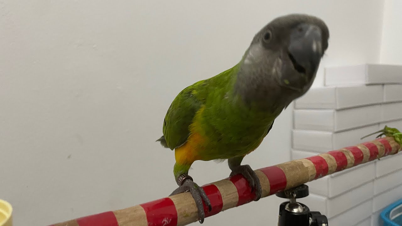 HOW TO TRAIN SENEGAL PARROT