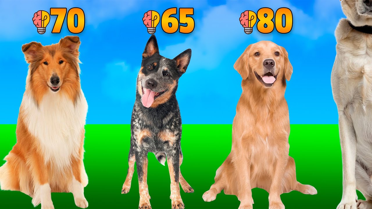 🐶Dog Breeds Ranked by IQ: Who’s the Smartest?