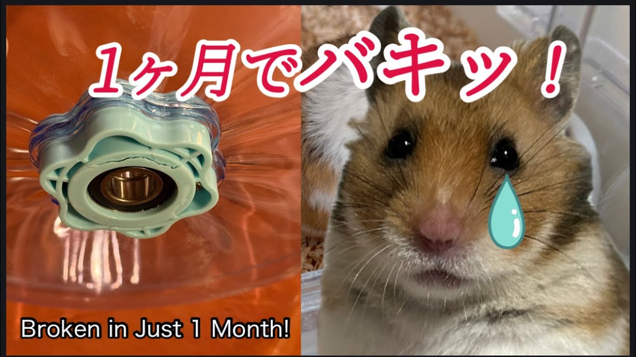 1ヶ月で破損…犯人はてらこった？それとも…/Broken in just a month… Was it Terakotta? Or…