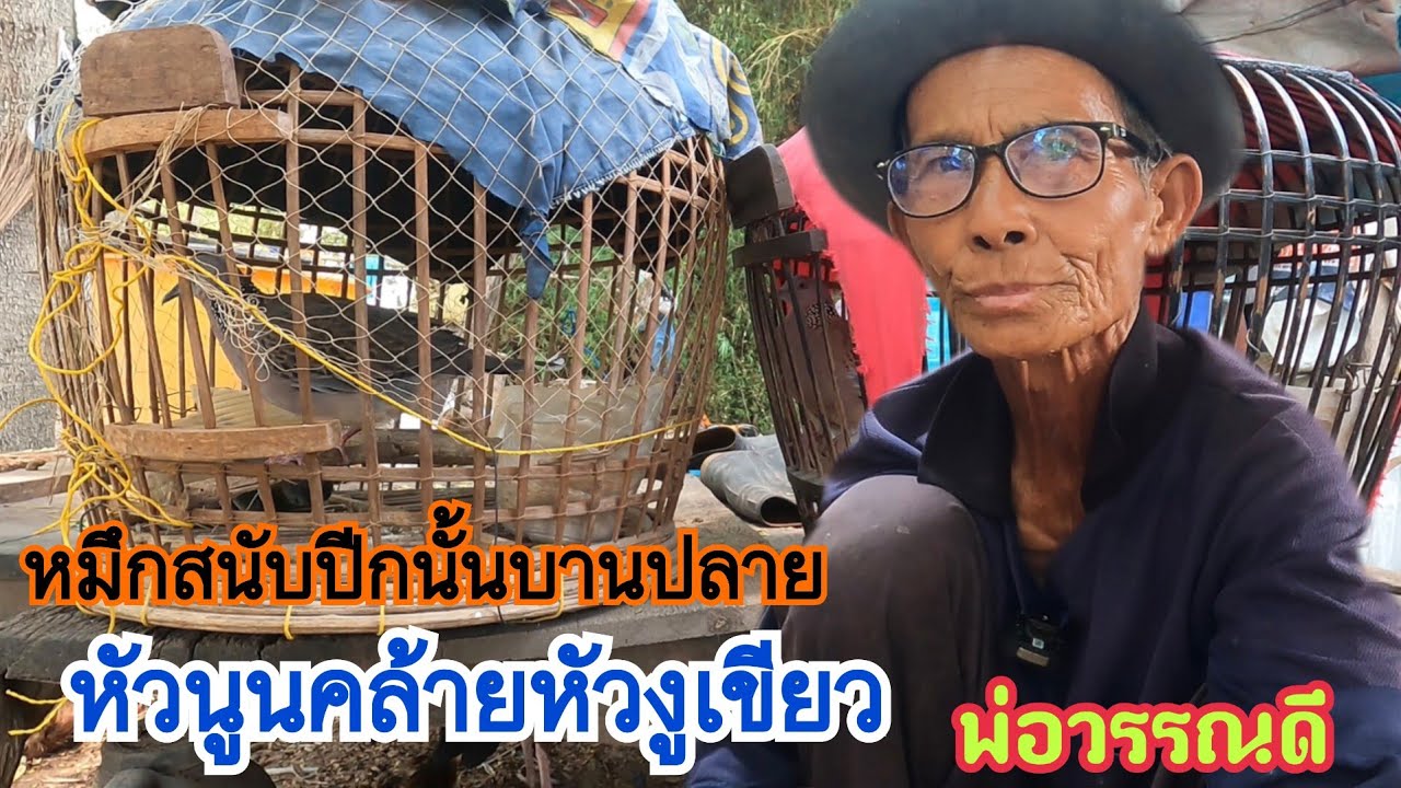 สูตรดูนกเขาใหญ่..หมึกสนับปีกบานปลาย/หัวนูนคล้ายหัว งู.เ.ขี.ย.ว.…