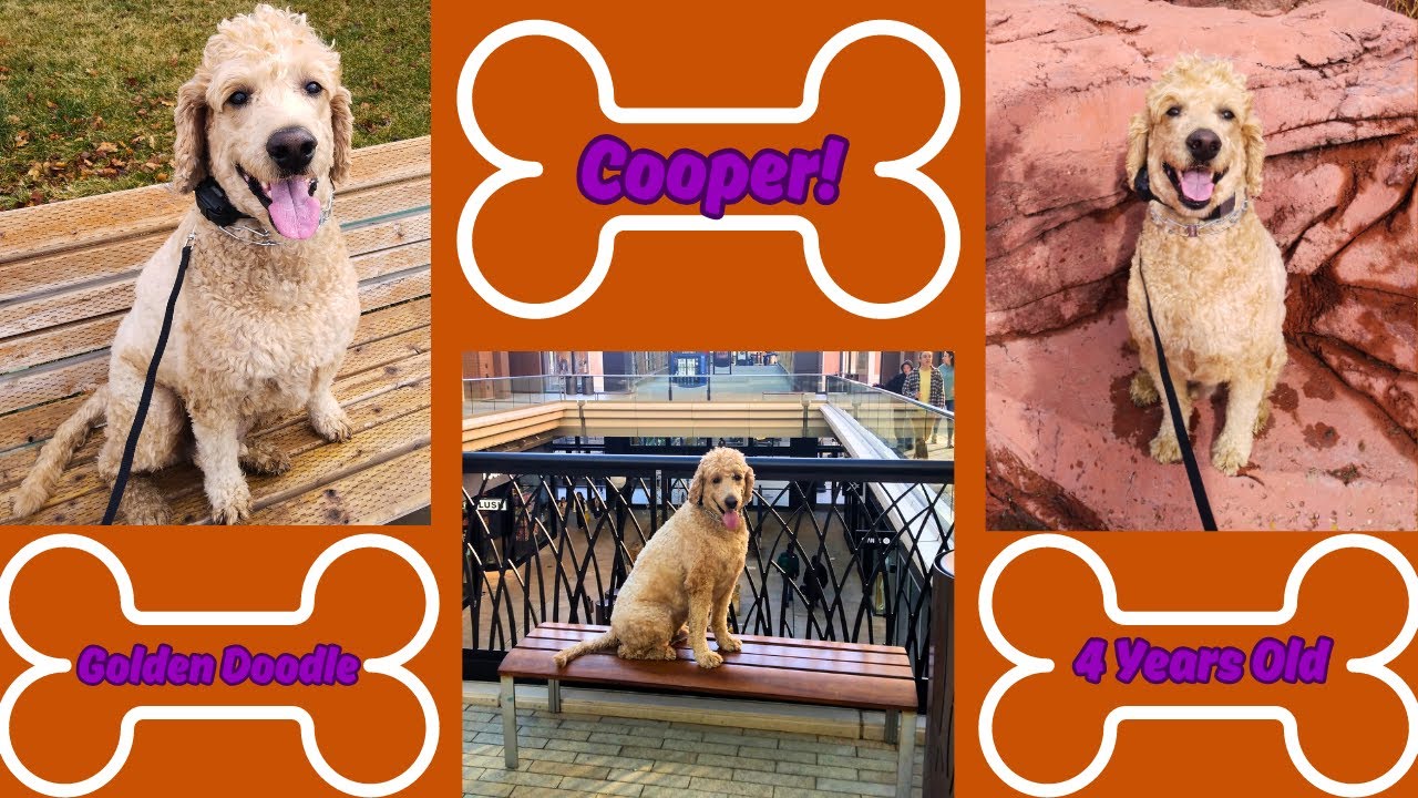 West Valley City Dog Trainers ||| OLK9 Utah ||| 4 Year Old Goldendoodle, Cooper