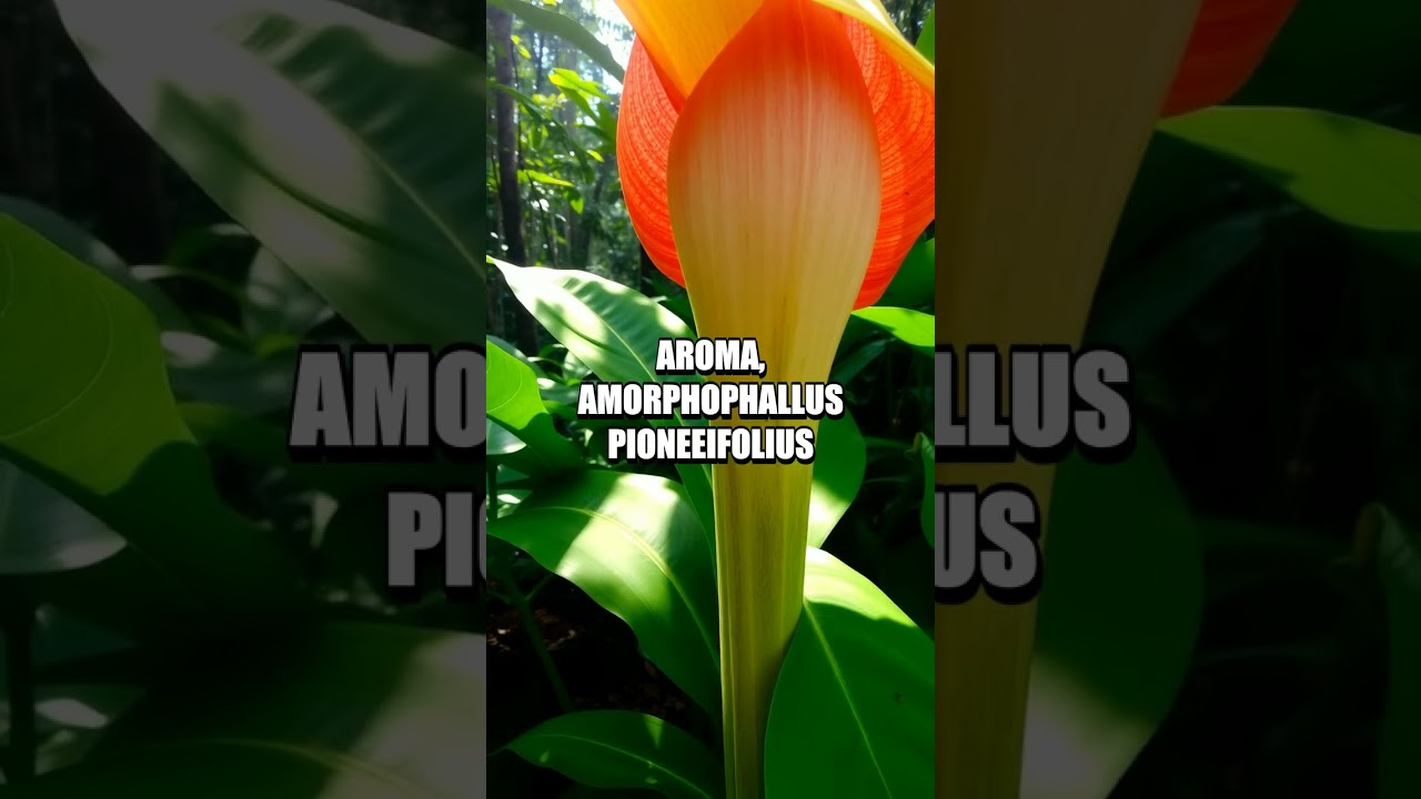The Enigmatic Borneo's Amorphophallus Plant
