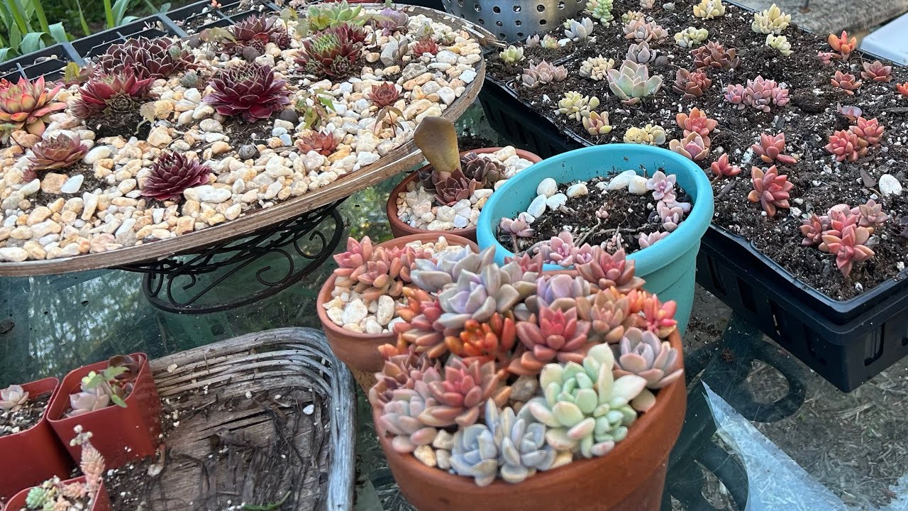 Potting the leaf propagations from last summer to a bigger flat and succulent arrangement updates.