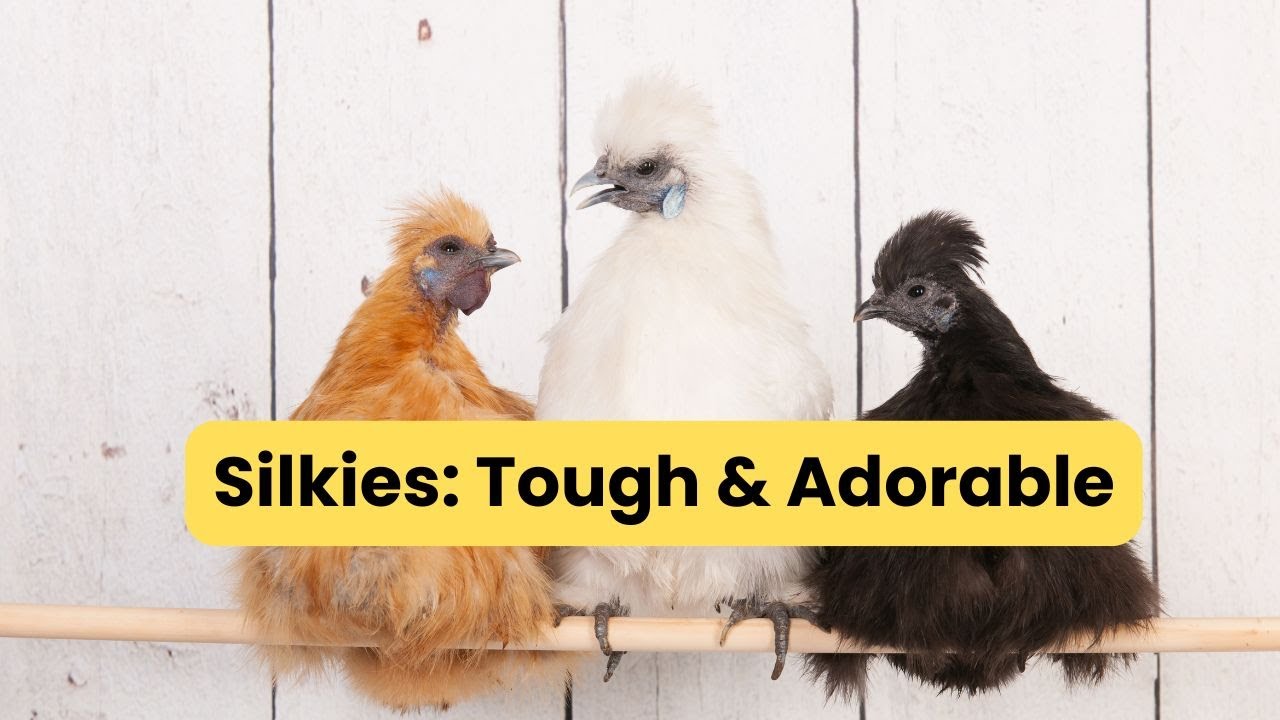 Silkie Chickens Are Secretly Perfect Pets