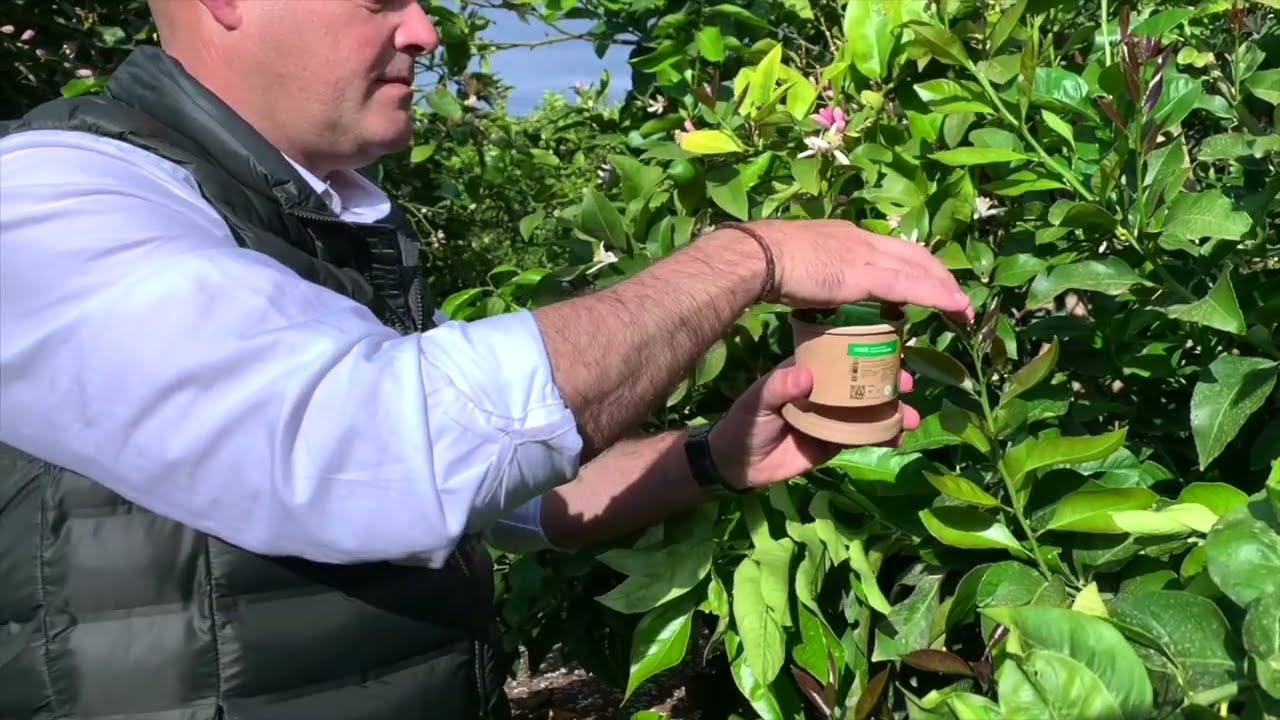 Control biológico en cítricos: todo lo que te ofrece Koppert.