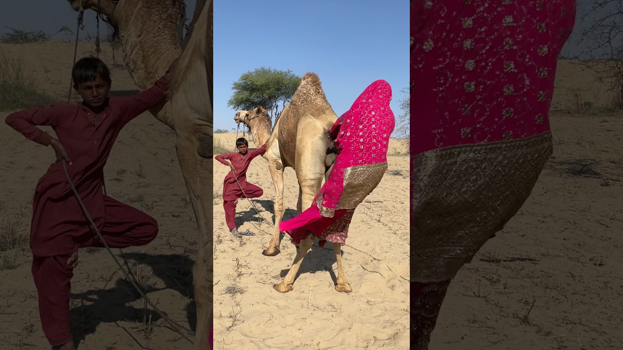 Desert Chaos with a Camel 😂🐪