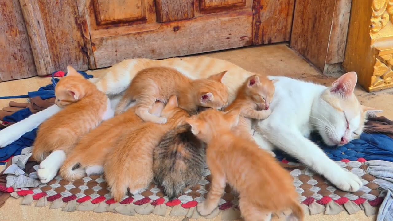 The little kittens are getting milk from mom