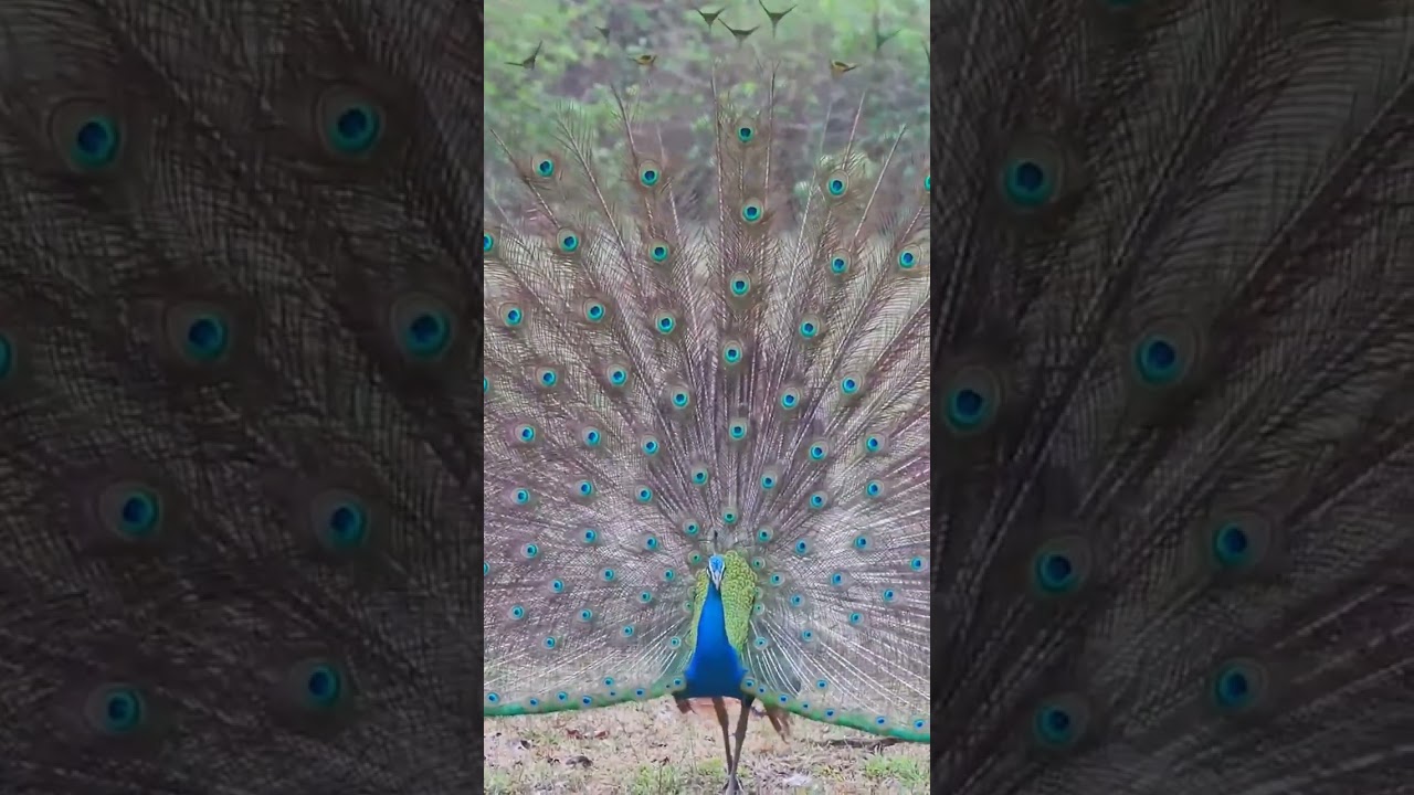 Original Peacock dance | Peacock call #bird #rare #trending #viral #birds #canon #TrulyWild #shorts