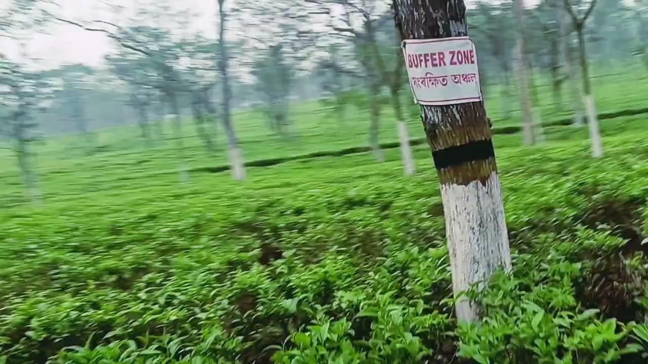 Beautiful Tea Garden Near our village . গাওঁৰ কাষৰ ধুনীয়া চাহ বাগিছা ।