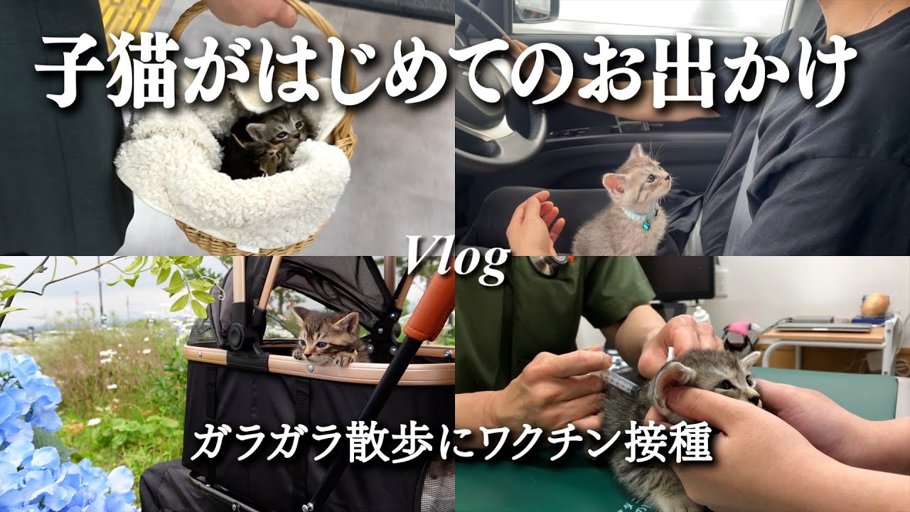 子猫たちがはじめてのお出かけ 【Vlog 】｜ネコドライブ｜子猫｜猫のいる生活｜夫婦ふたり暮らし｜日常｜ペット｜キジトラ｜サバトラ｜ウルネル｜ドライブ｜