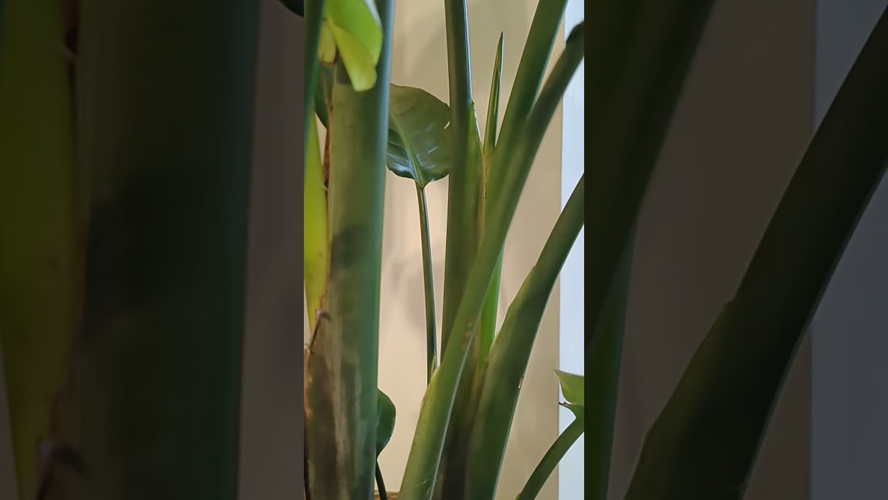 Strelizia Nicolai 💚 #strelizianicolai #strelitzia #plant#plants#rośliny#trending #fyp#roślinydomowe