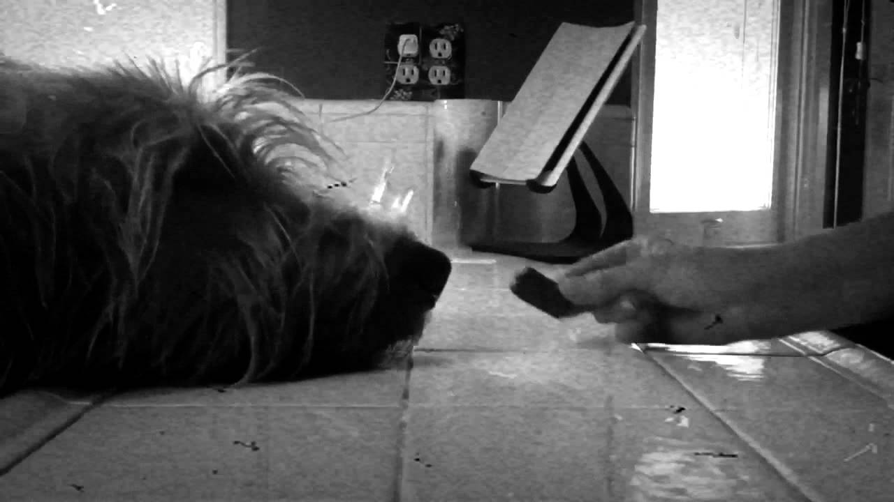 On How To Conduct Oneself like a Proper Irish Wolfhound