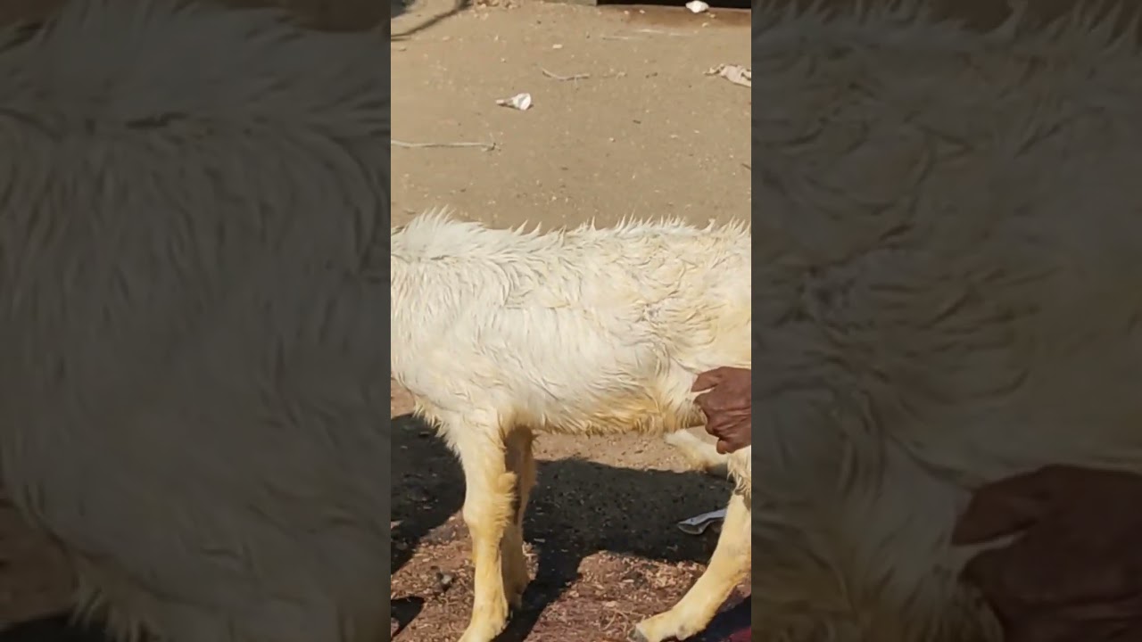 goat head cutting