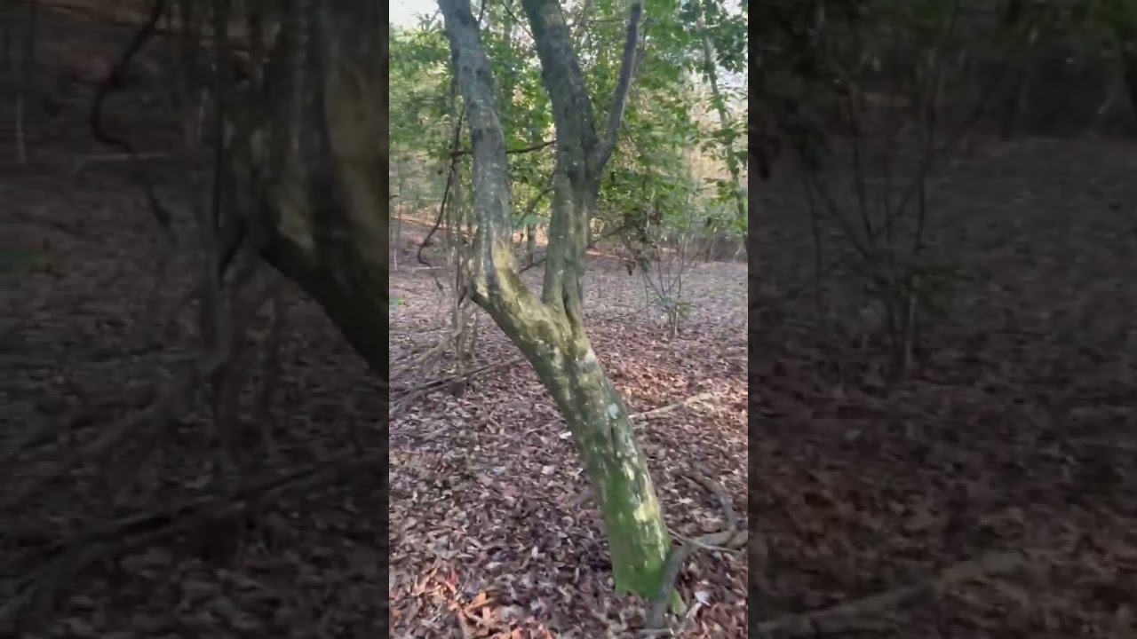 The skull in the woods! @twincedarsranch1658