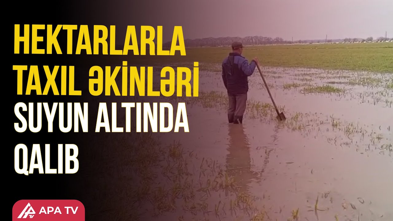Masallıda əkin sahələrini su basıb | APA TV