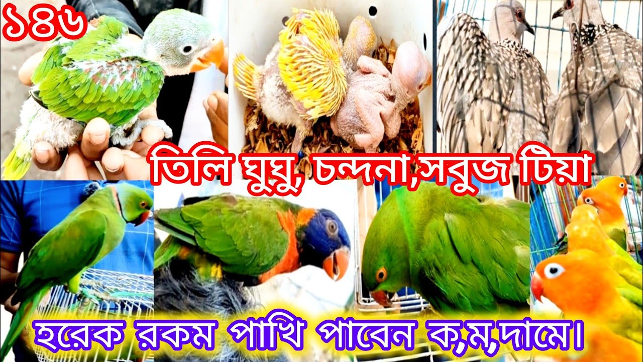 তিলি ঘুঘু, চন্দনা, সবুজ টিয়া সহ হরেকরকম পাখি পাবেন কমদামে, মিরপুর ১৩ পাখির হাট