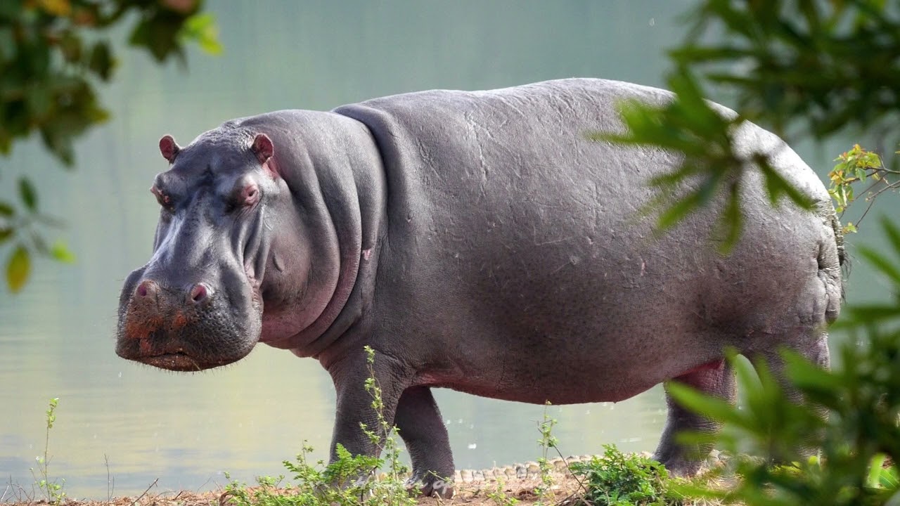 Cri de l'hippopotame - le grognement
