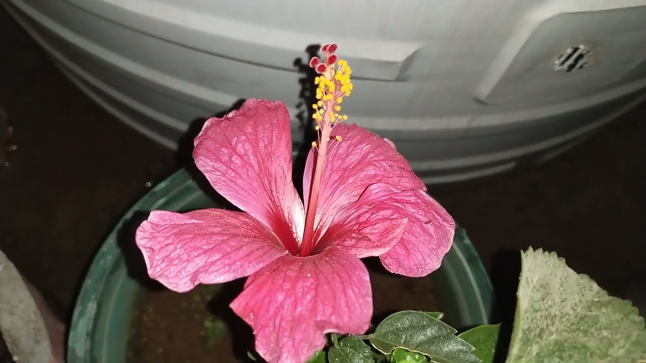 Rose and Hibiscus and Krishna Kamal and Marigold and Sadabahar Flower 🌌🌸🌹🪴💐🌺🌷🌼🥰✨22/2/2026✨