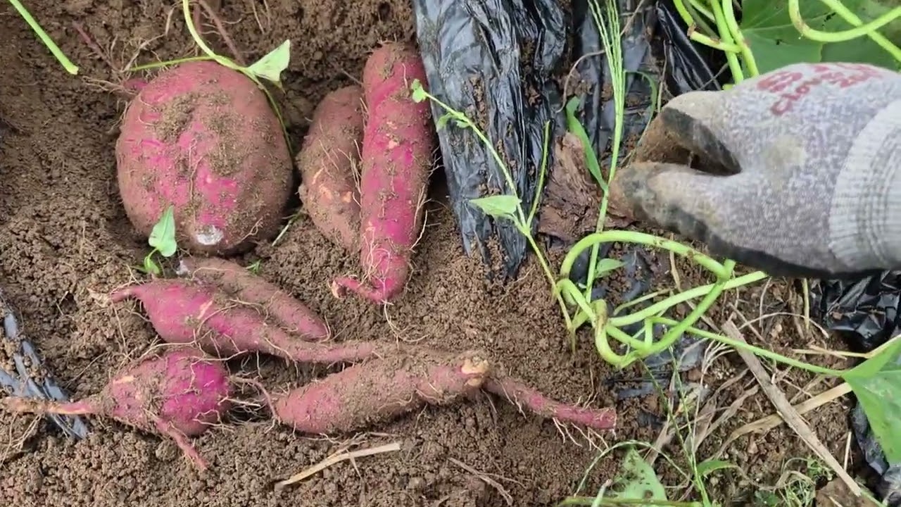 고구마 캐기. 덤으로 다른 것도 캤어요(Sweet Potato Harvest… Plus Some Funny Extras! 😂)