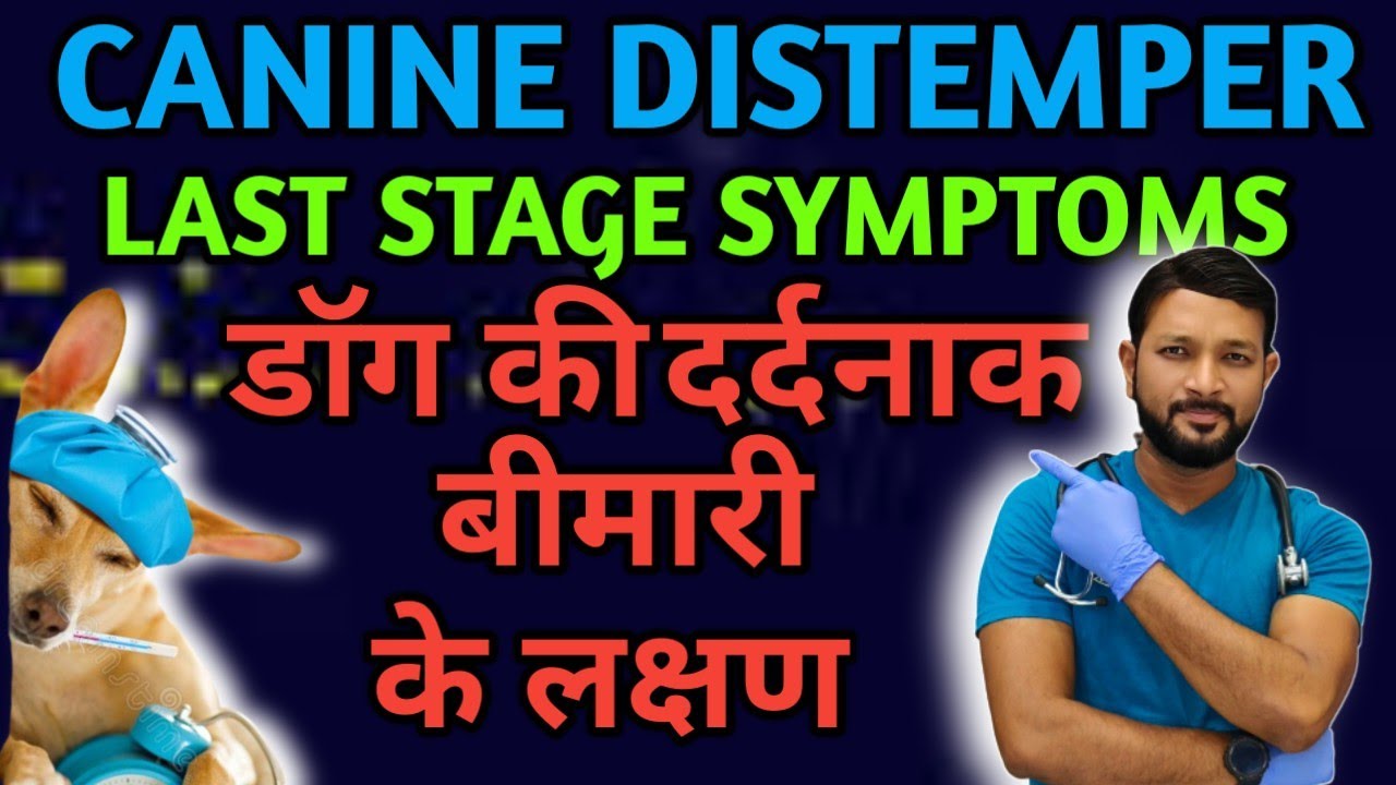 Canine Distemper Last Stage Neurological Symptoms | Treatment | Signs  | Ke Lakshan ka Ilaj In Hindi